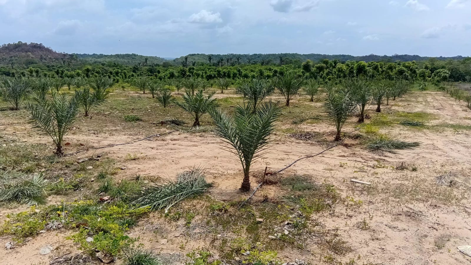 Plantio de tamareiras na Fazenda Massada