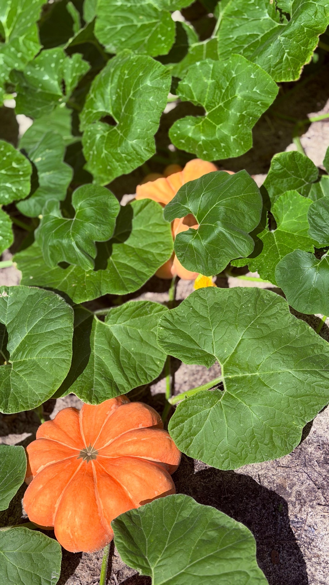 Plantação de abóboras na Fazenda Palmira