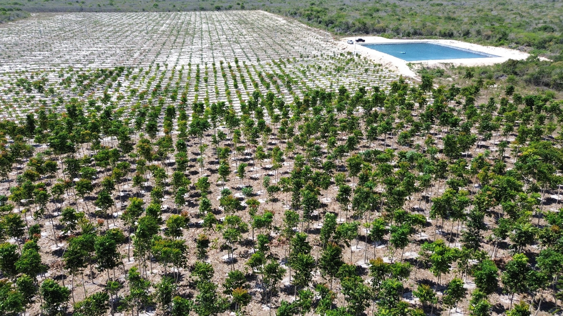 Fazenda agroflorestal Árbora
