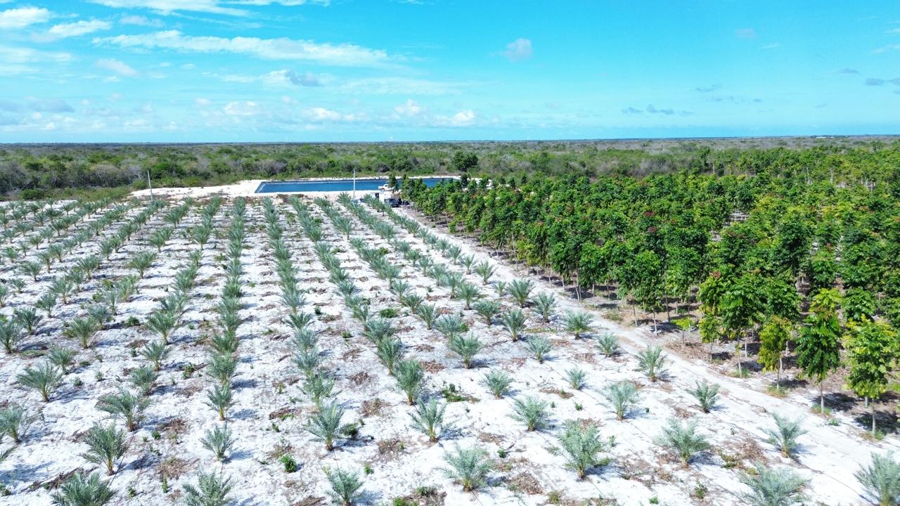 Vista aérea da Fazenda Palmira