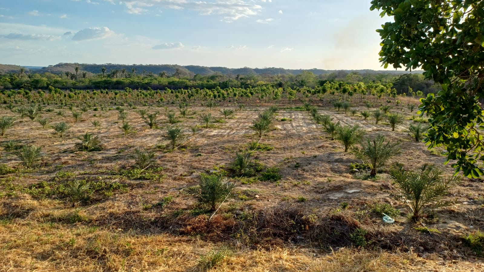 Vista panorâmica do plantio na Fazenda Massada